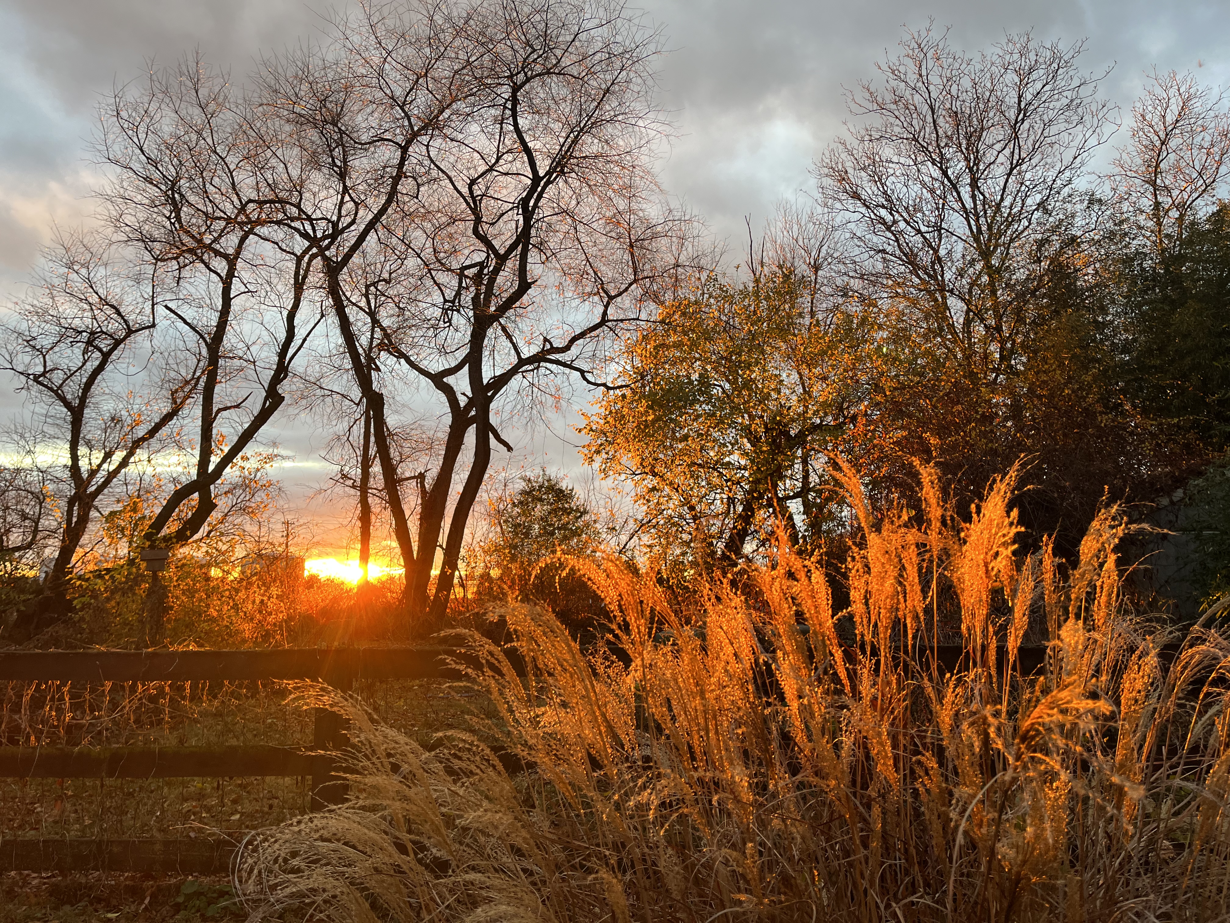 Sunset in my back yard